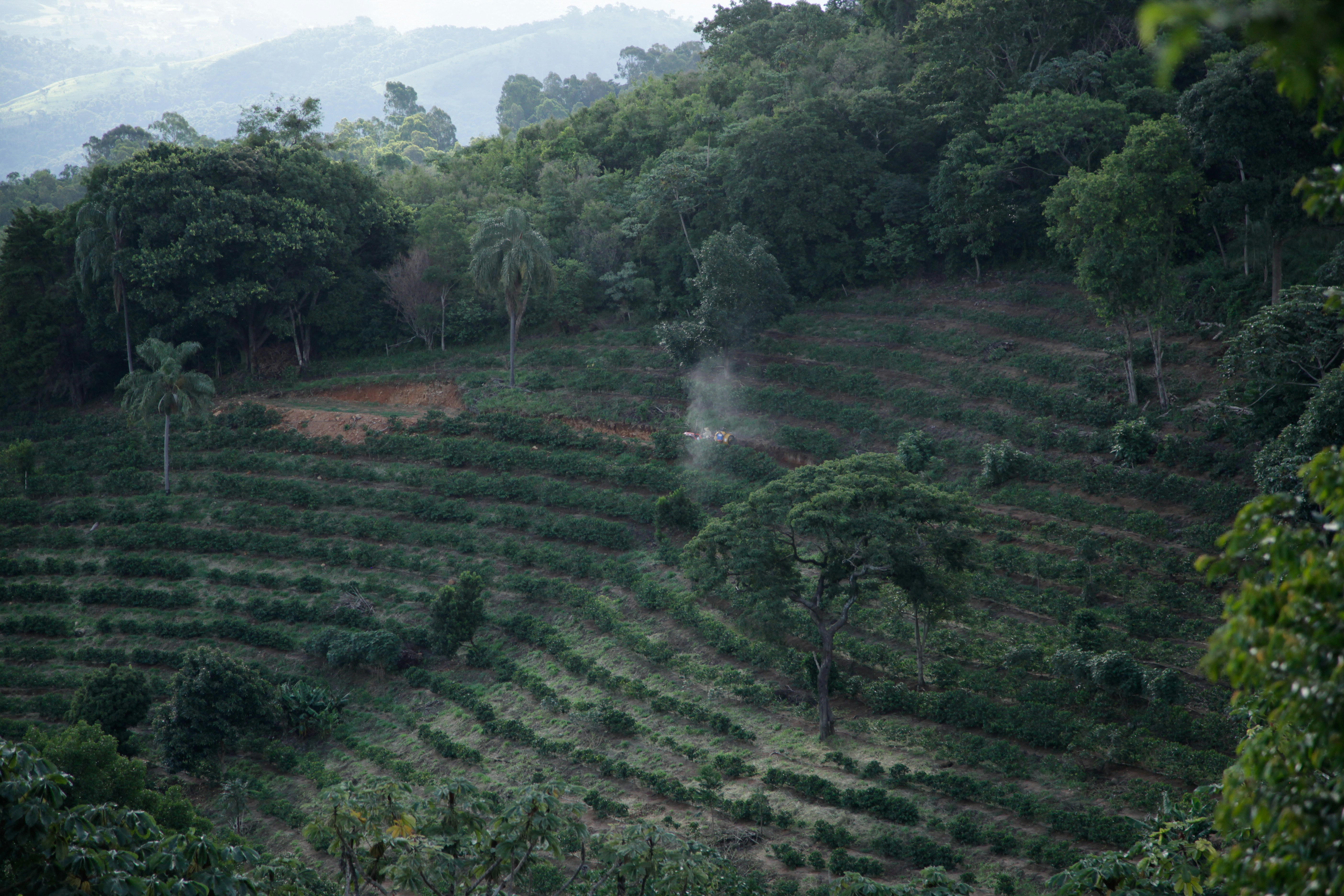 Coffee plantation in the highlands